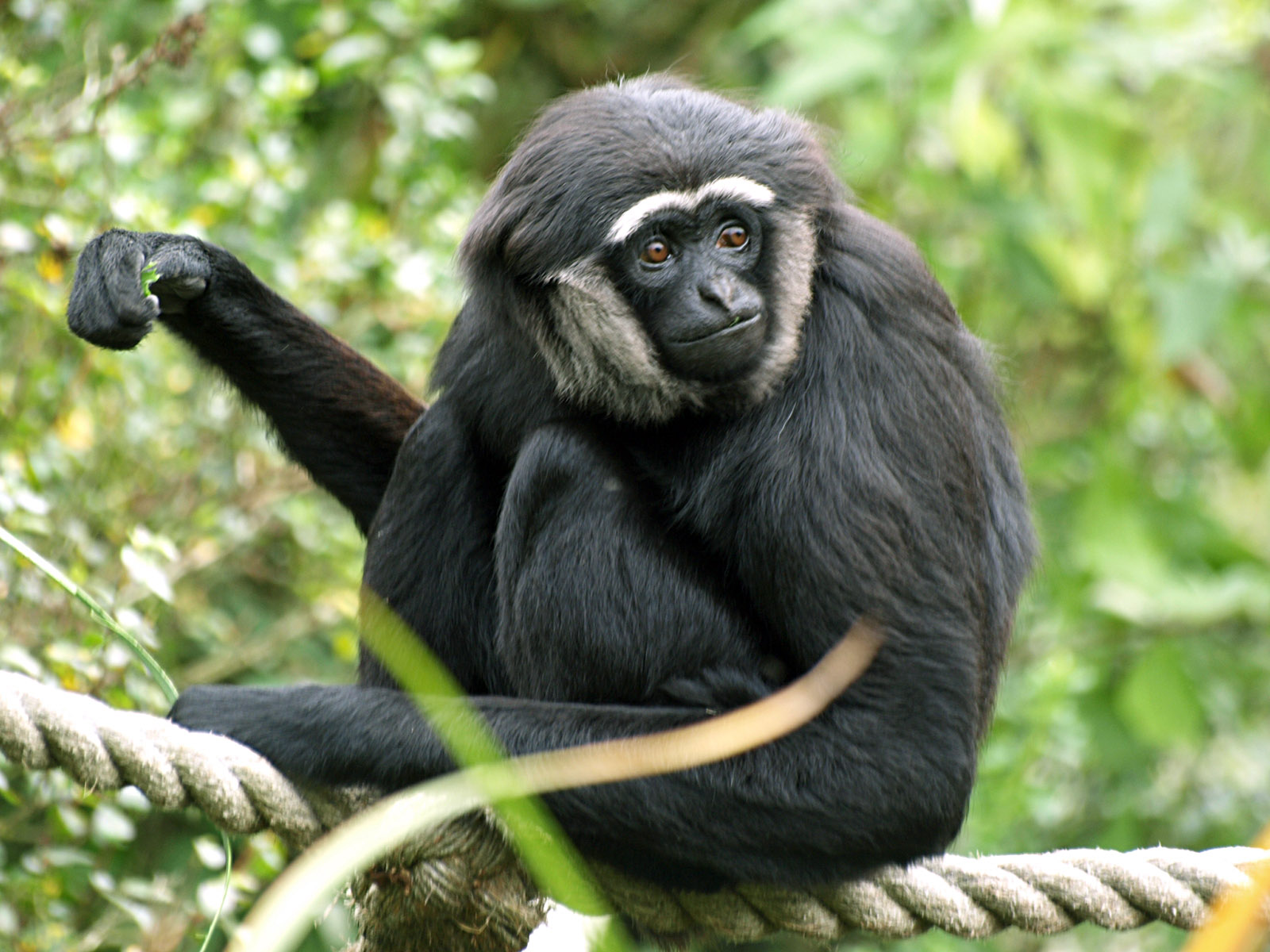 Le gibon agile, présent dans la jungle et très menacé.