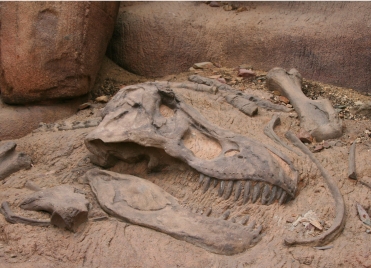 Ossement Tyrannosaure Rex, près d'Indian Spirit