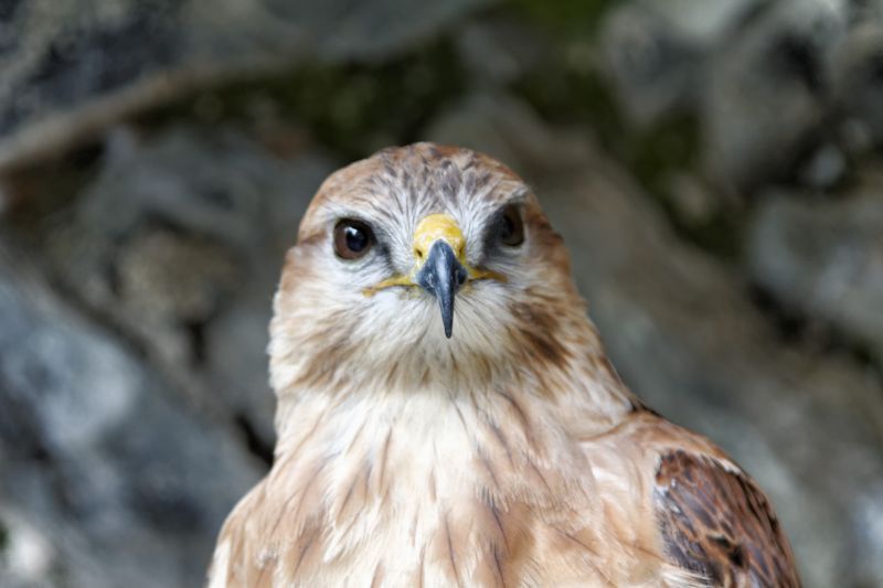 Milan Royal, rapace très commun.