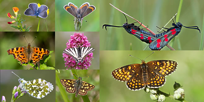 Papillons du Parc Naturel Régional du Pic Rouge.