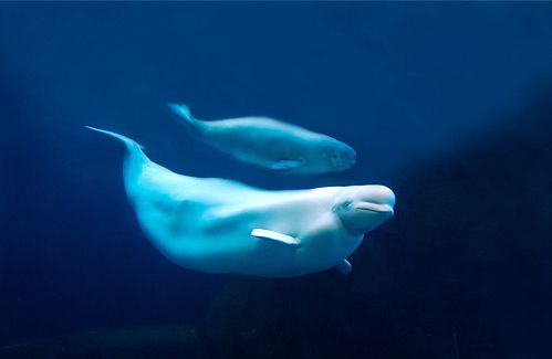 Beluga méridional, présent sur la côte est de Papaya.