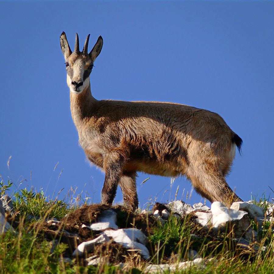 Chamois près du Pic de Meara.