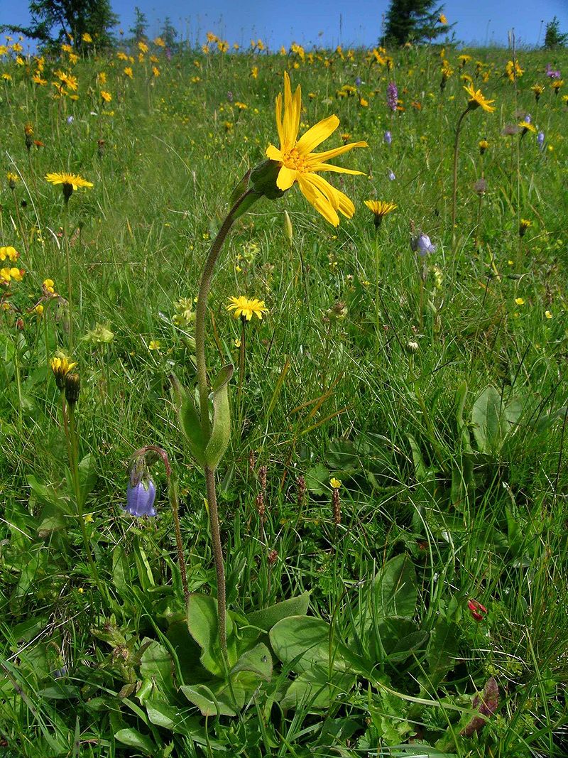 Arnica de l'étage alpin..