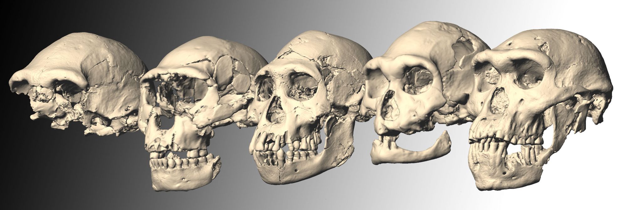 Crânes d'Homo erectus,ancêtre de l'homme découverts au Queens en 2001.