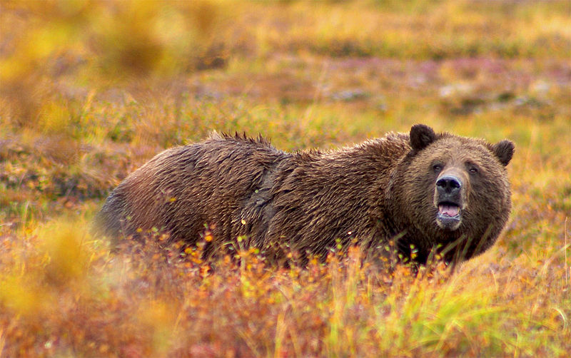 Ours brun des taiga