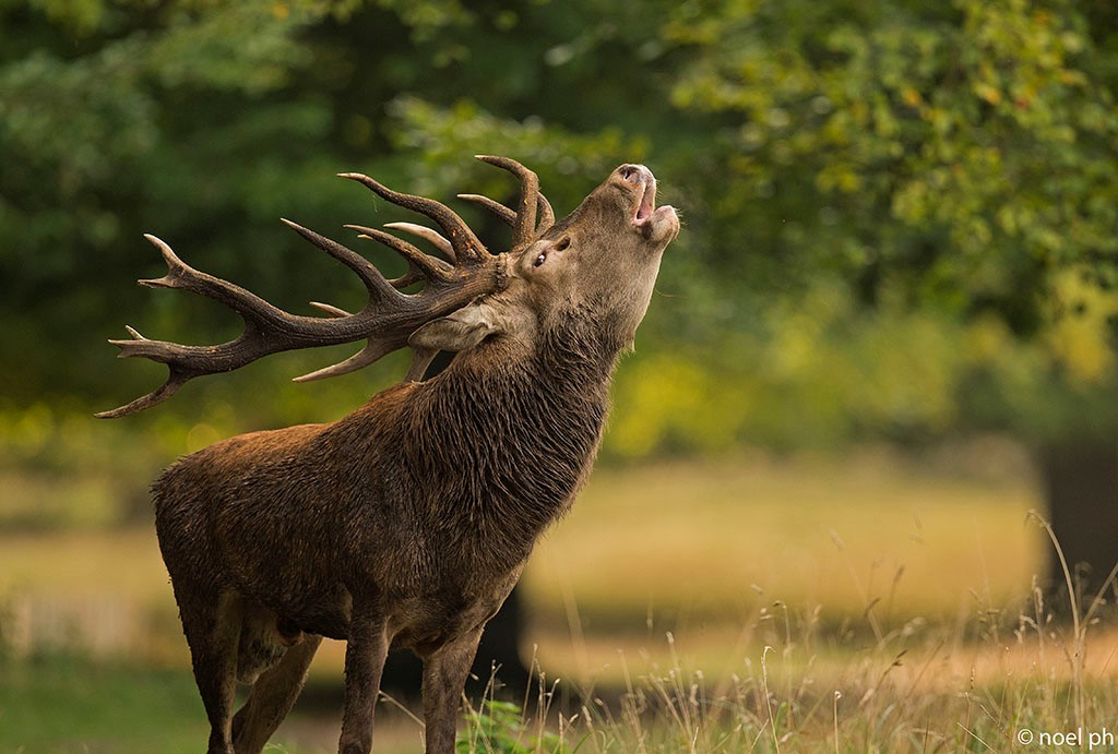 Un cerf lors du brame près de Médrean City.