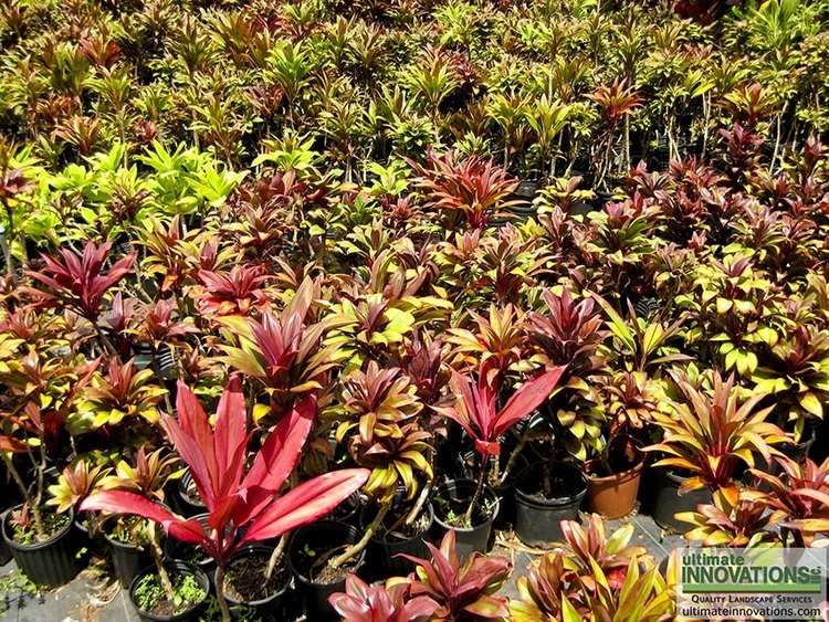 Le kokutan, plante importée du Japon au XIXème siècle.