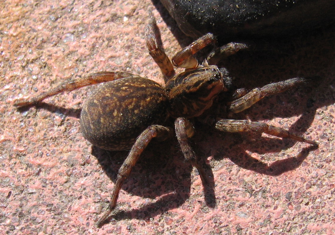 La syloma est une araignée presente à l'ouest du grand sud et aux Apach.