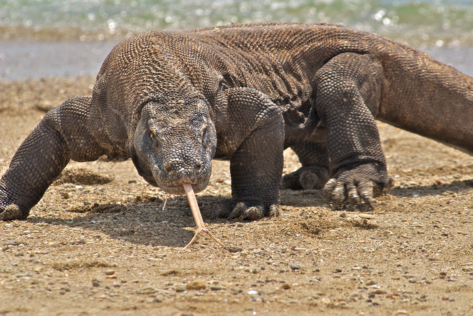 Le dragon de komodo est présent aux Comores.