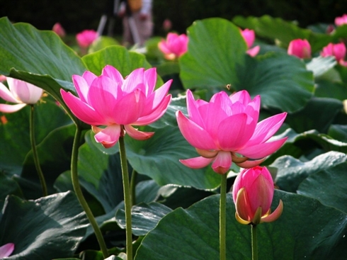 Une fleur de lotus.