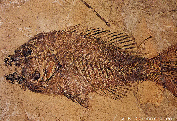 Fossile d'un poisson tropical de l'Eocène découvert dans la Forêt Opikanoba en 1879 à lépoque de l'Océan Panthalassique.