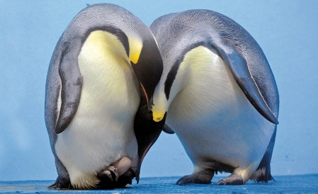 Couple de Pingouin, autre symbole de l'Etat.