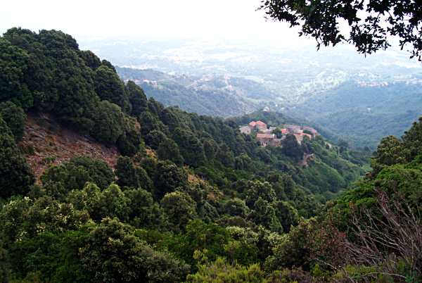Forêt de feuillus caduques dans le sud de la forêt Méridyle en Méridionie.