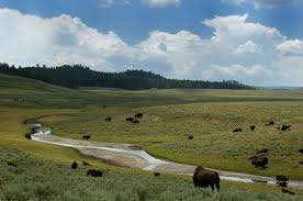 Un troupeau de bisons dans la plaine de l'Avalon