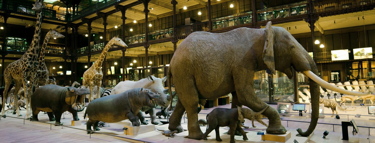 Animaux actuels de la savane africaine.