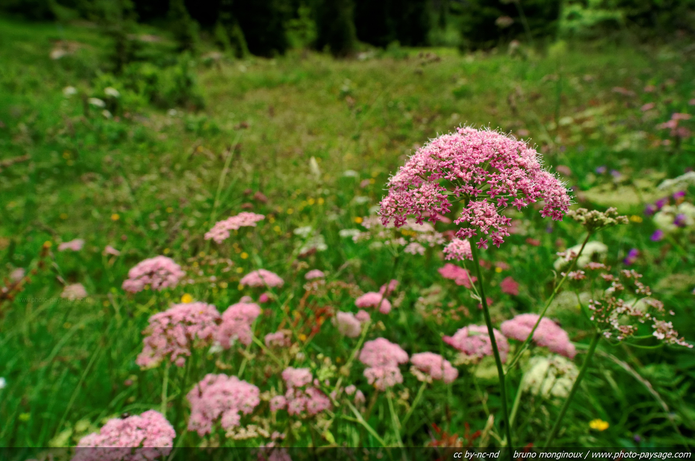 Fleur de prairie des plateaux au Nord.