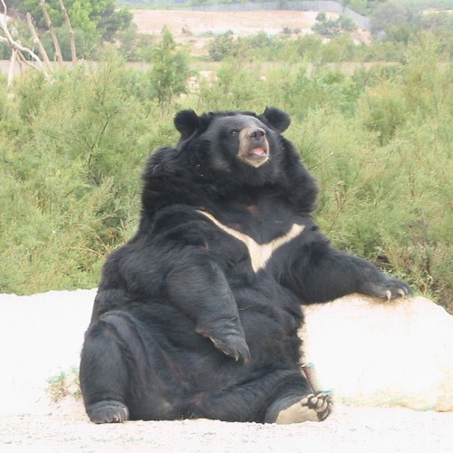 L'ours à collier est présent au Grand sud.