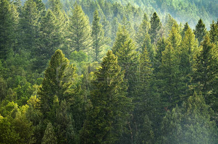 Forêt de pin au nord de la réserve.