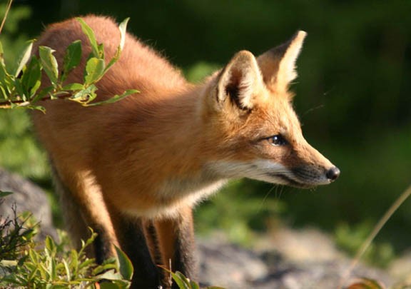 Renard roux