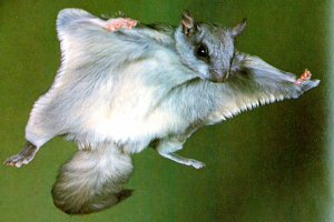 Écureuil volant de Whamphalie, très rare.